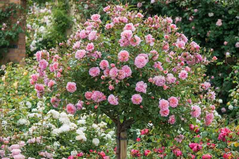 Underplanting Roses Companion Plants, How To Design A Rose Garden Uk