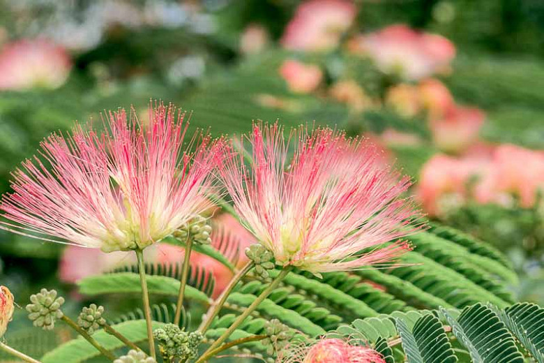 Native Plant Alternatives To Albizia Julibrissin Silk Tree