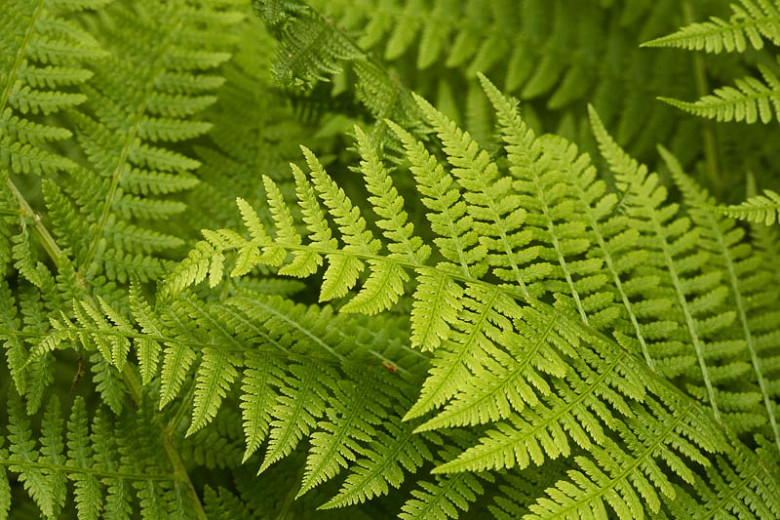 Native Ferns for South Carolina