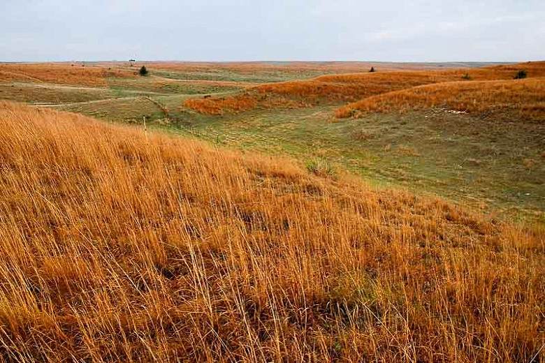 Native Grasses for Virginia's Northern Piedmont Region