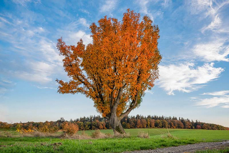 Native Trees for Virginia's Southern Piedmont Region
