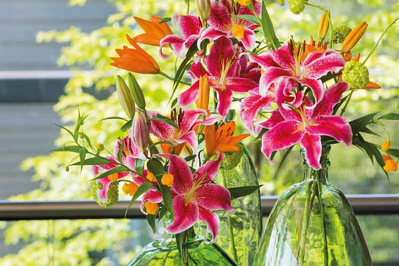 Image of Asiatic lilies that bloom all summer