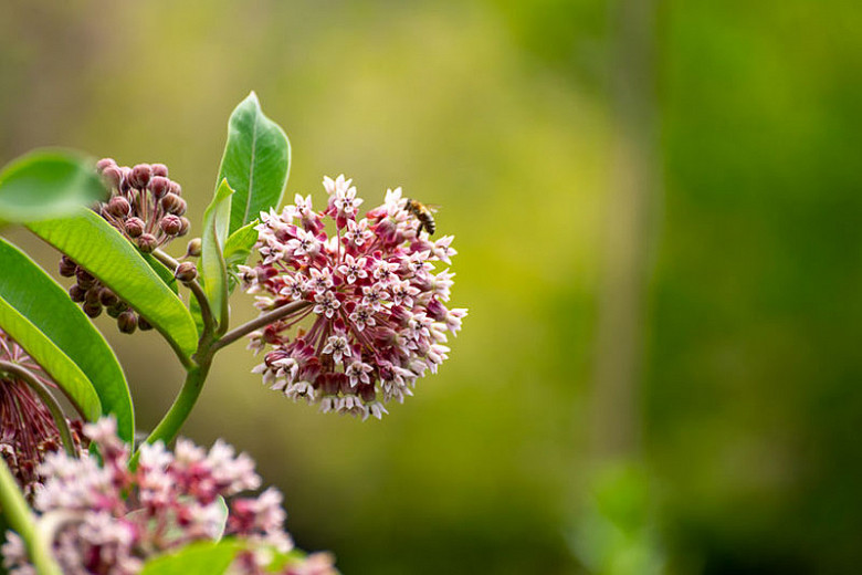 SunLoving Native Annuals and Perennials for Virginia's