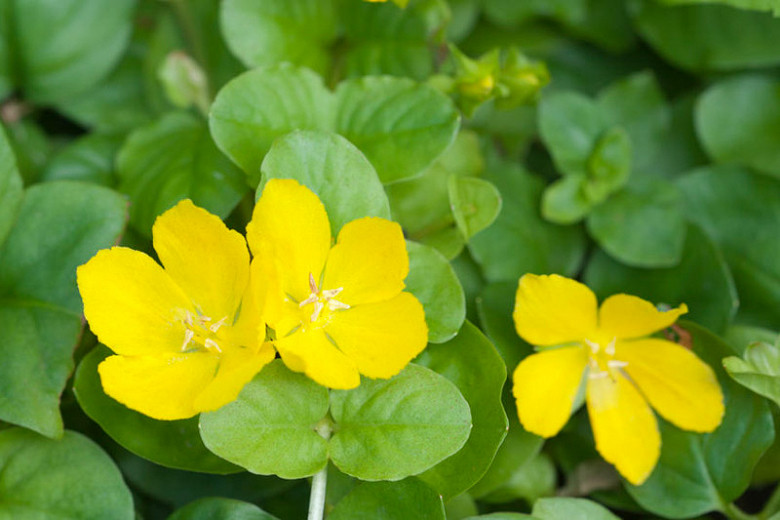 Native Plant Alternatives to Lysimachia nummularia (Creeping Jenny)