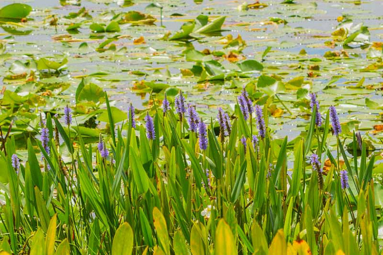 SunLoving Native Perennials for South Florida