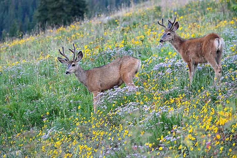 12 Best DeerResistant Annual Flowers