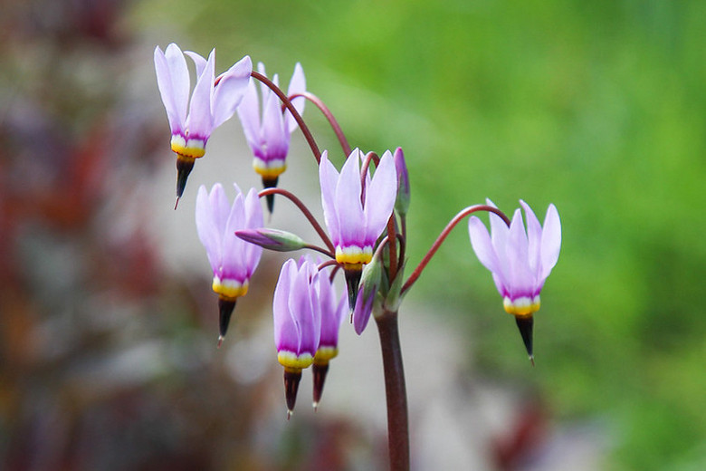 ShadeLoving Native Annuals and Perennials for Alabama