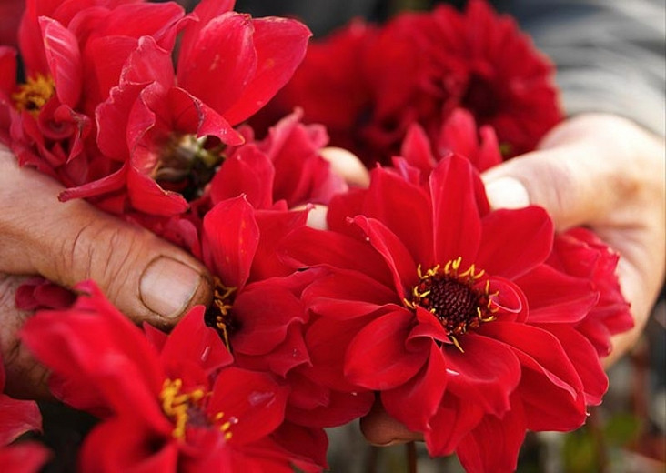 Red Dahlia Flower Meaning Best Flower Site