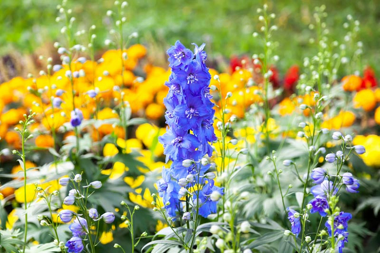 Delphinium (Larkspur) How to Grow and Care with Success
