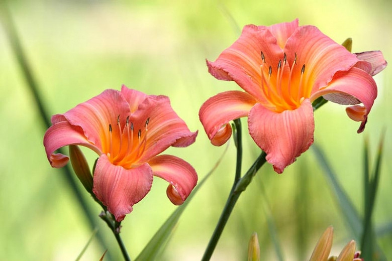 Top Daylilies A list of Your Favorite Hemerocallis