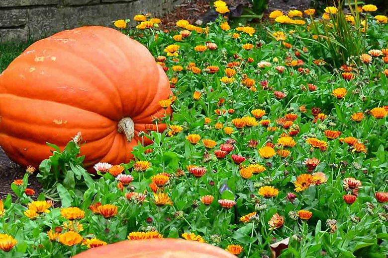 Best Annual Flowers For Your Vegetable Garden