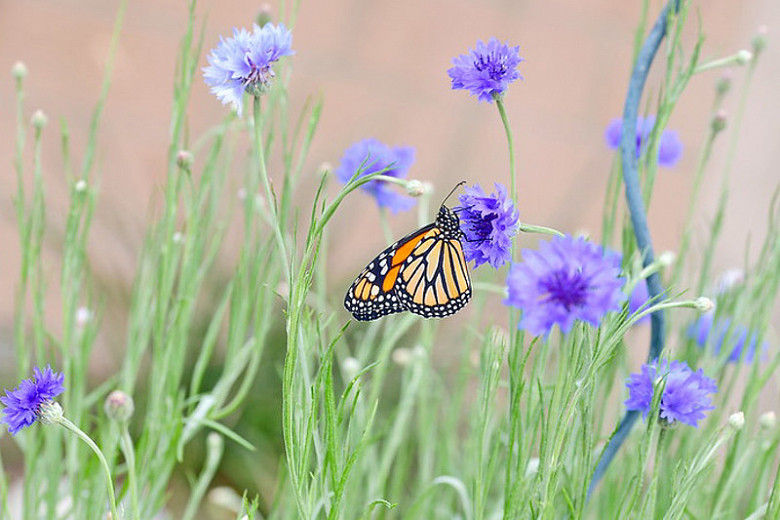 Monarch Nectar Plants for South Carolina