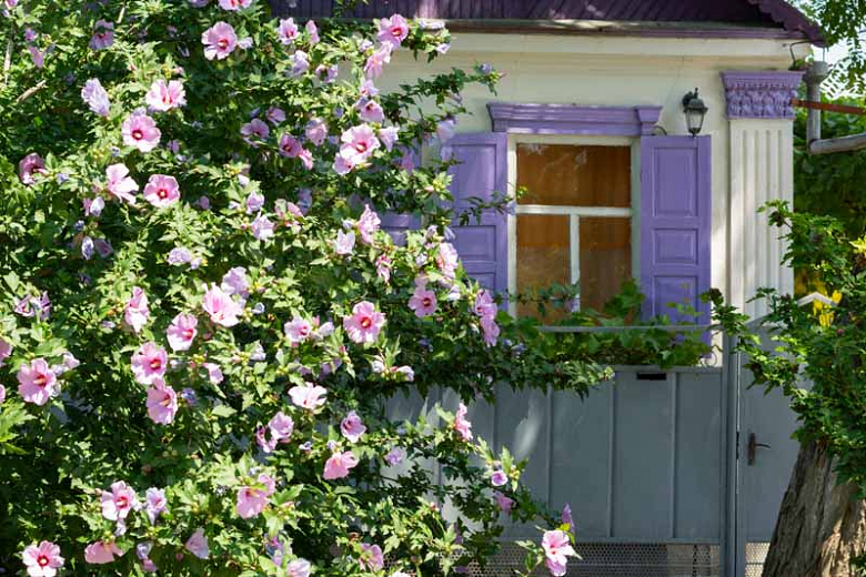 Rose of Sharon How to Grow and Care with Success