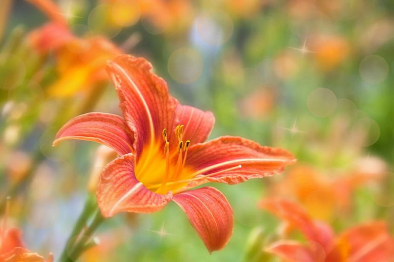 Early Blooming Daylilies