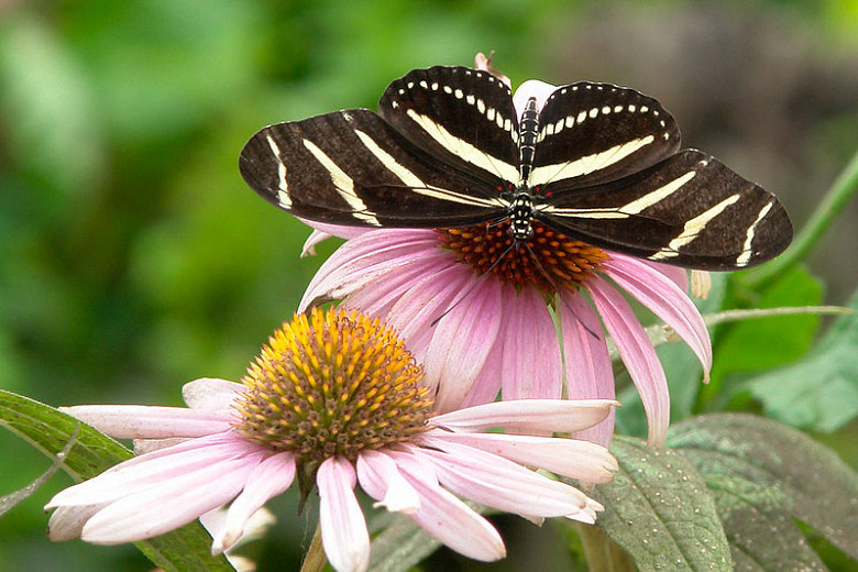 Great Pollinator Plants for Kansas