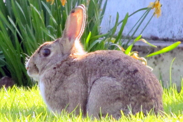 45 Plants That Repel Rabbits