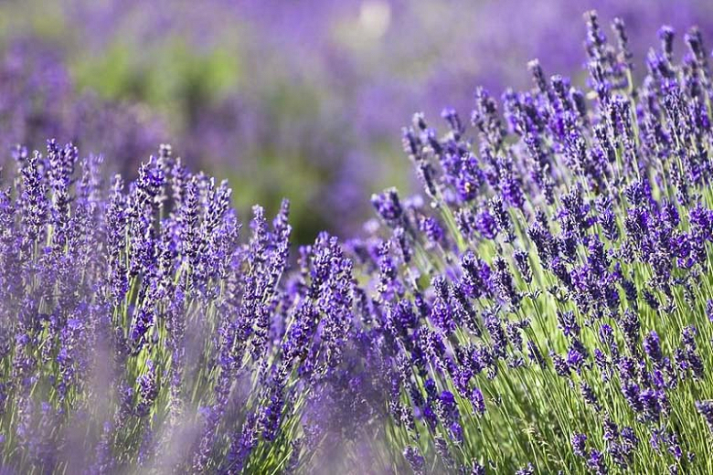 Are Lavender Plants Toxic To Dogs