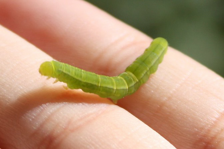 Cabbage Loopers Guide