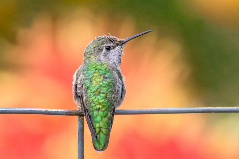 Native Plants that Attract Hummingbirds in Virginia's Eastern Shore