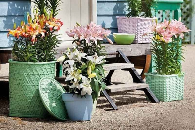 Best Lilies For Pots and Containers