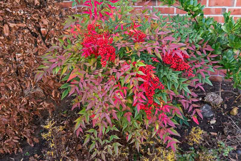 Native Plant Alternatives to Nandina domestica (Heavenly Bamboo)