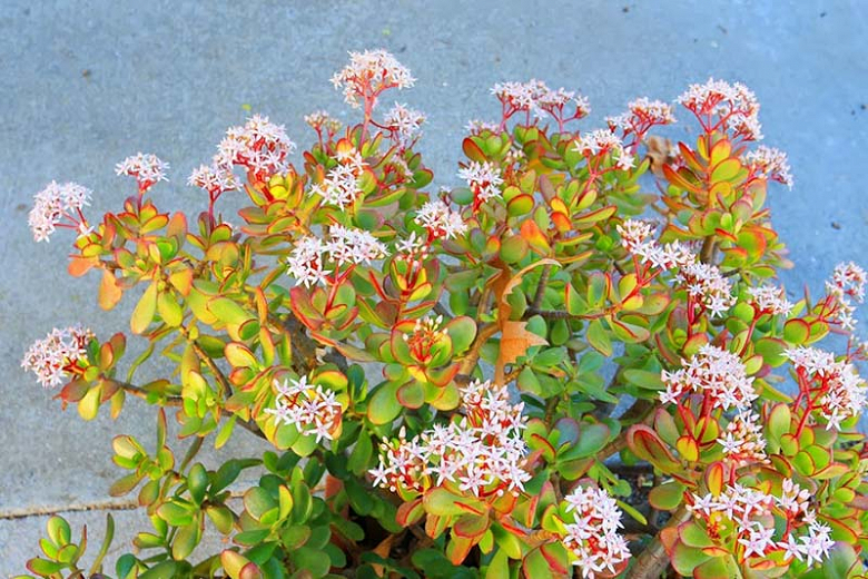 Jade Plant How to Grow and Care with Success