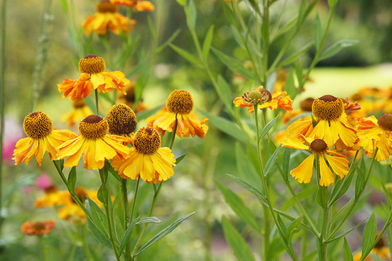 SunLoving Native Annuals and Perennials for Southeast Virginia