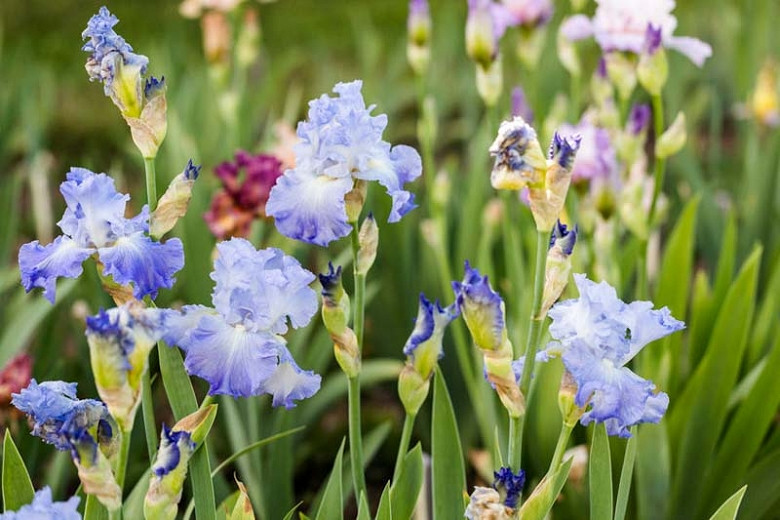 How to Extend The Blooming Season of Your Tall Bearded Irises
