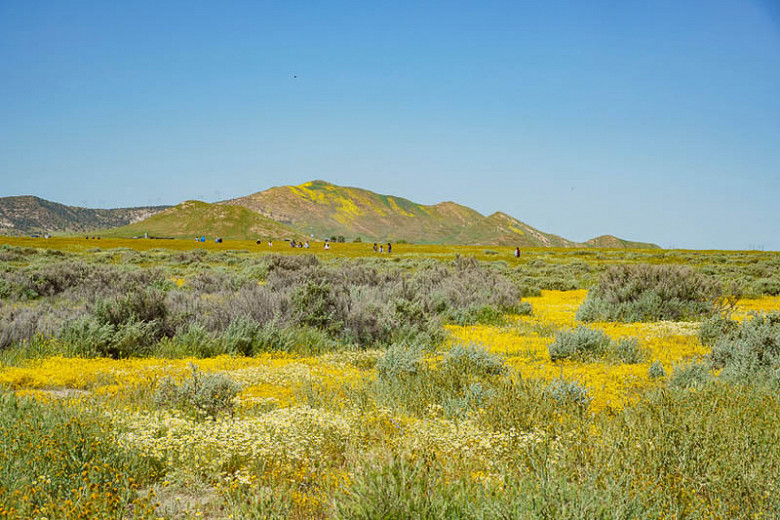 SunLoving Native Shrubs for the Central California