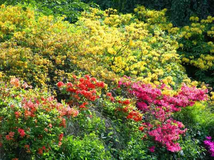 Image of Rhododendrons as companion plants for Japanese maples