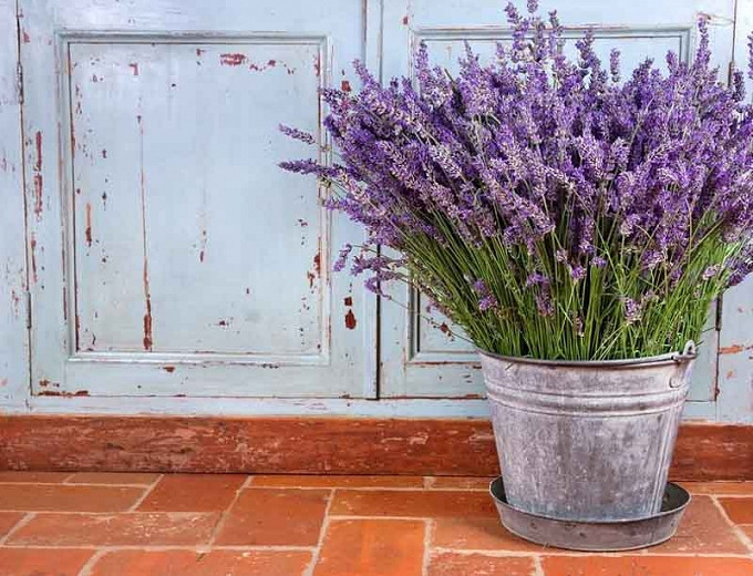 Best Lavenders for Pots and Containers