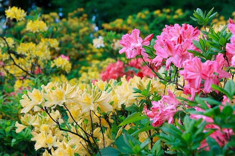 Choosing Perfect Azaleas and Rhododendrons