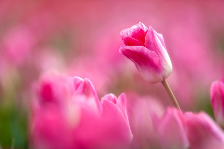 Best Spring Blooming Bulbs for Warm Climates