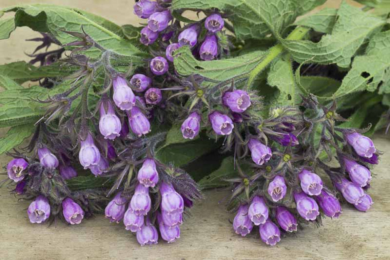 Native Plant Alternatives to Symphytum officinale Comfrey)
