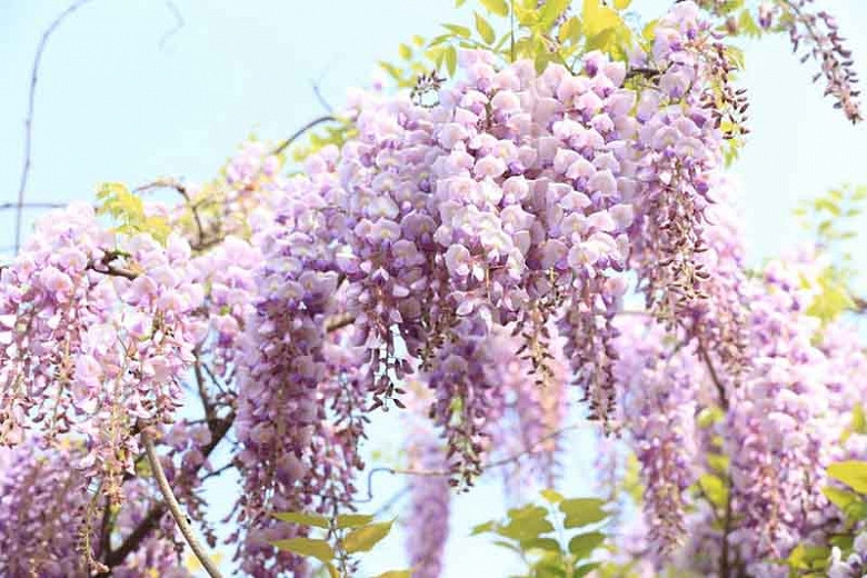 Wisteria Varieties For Small Gardens
