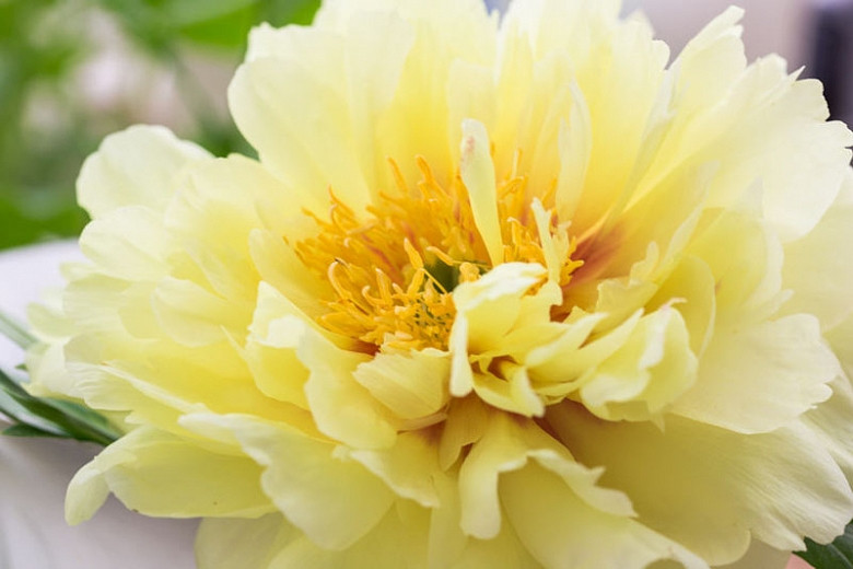 Yellow Peonies per Blooming Season