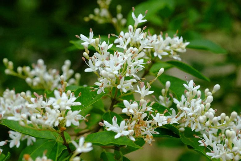 Native Plant Alternatives to Ligustrum vulgare Privet)