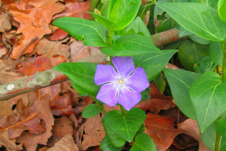Native Plant Alternatives to Vinca major (Big Periwinkle)