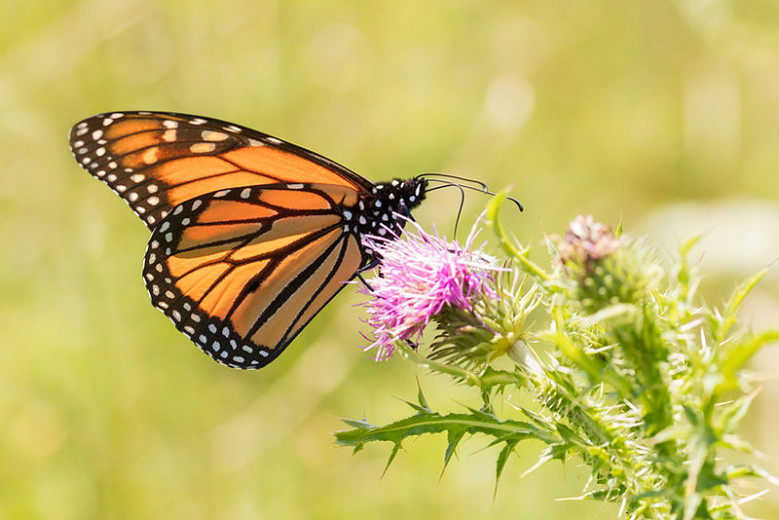 Monarch Nectar Plants for Pennsylvania
