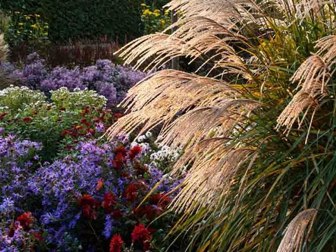 Landscaping With Miscanthus Sinensis Chinese Silver Grass Landscaping With Miscanthus Sinensis Chinese Silver Grass