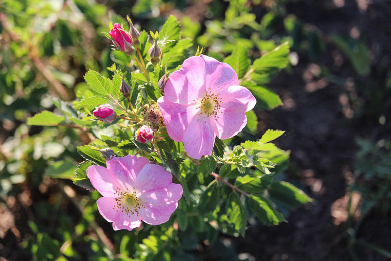 Pretty Native American Roses
