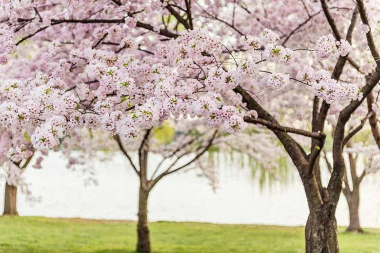 Blooming Seasons Of Flowering Cherry Trees