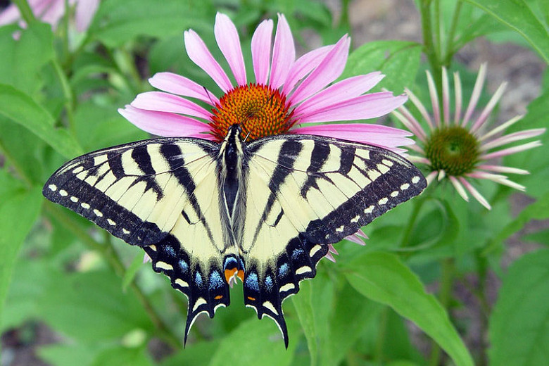 Great Pollinator Plants for Oklahoma