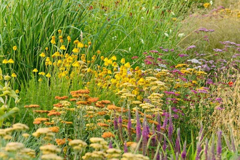 Best Perennials For Full Sun Gardens In New England