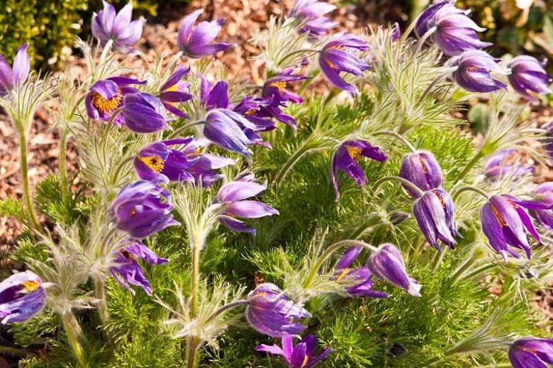 Great Perennials for Gardeners in the Northern and Central Midwest Region