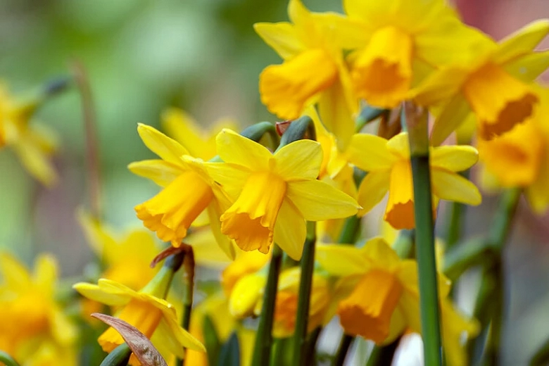 Daffodil: How to Grow and Care with Success