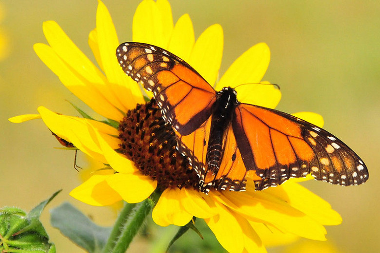 Monarch Nectar Plants for Utah