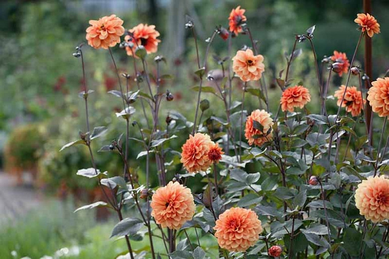 Dahlias with Black Foliage