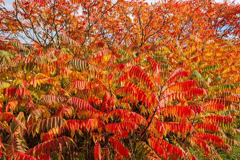 North Carolina Native Shrubs for Dry Sites