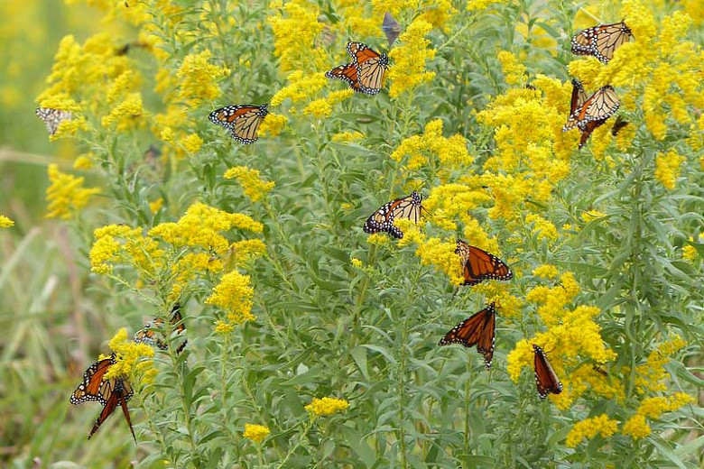 Monarch Nectar Plants for Oklahoma